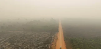 Amazonas registra 21,6 mil queimadas em 2024 e tem o pior índice em 26 anos, aponta Inpe