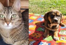 Maxi Shopping Jundiaí tem feira de adoção de animais no sábado (28)