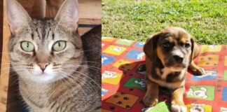 Maxi Shopping Jundiaí tem feira de adoção de animais no sábado (28)