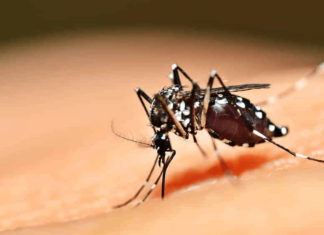 Campo Limpo Paulista intensifica ações de combate à Dengue e vacinação contra Febre Amarela