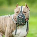 Mulher fica ferida ao tentar defender criança de pitbulls em Sorocaba