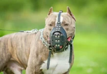 Mulher fica ferida ao tentar defender criança de pitbulls em Sorocaba