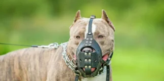 Mulher fica ferida ao tentar defender criança de pitbulls em Sorocaba