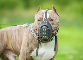 Mulher fica ferida ao tentar defender criança de pitbulls em Sorocaba