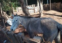 A Guarda Municipal apura denúncia de maus-tratos a cavalo em Campo Limpo Paulista