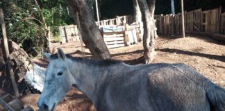 A Guarda Municipal apura denúncia de maus-tratos a cavalo em Campo Limpo Paulista