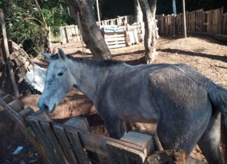A Guarda Municipal apura denúncia de maus-tratos a cavalo em Campo Limpo Paulista