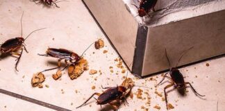 Infestação de baratas em escola municipal de Louveira preocupa pais e coloca saúde de alunos em risco