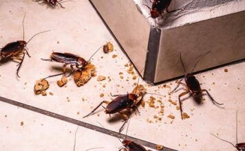 Infestação de baratas em escola municipal de Louveira preocupa pais e coloca saúde de alunos em risco