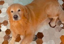 Senado aprova Lei Joca e garante direito de pets de até 50kg viajarem na cabine com seus tutores