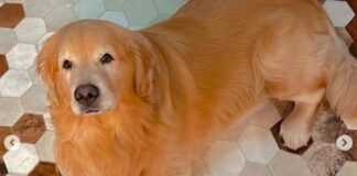 Senado aprova Lei Joca e garante direito de pets de até 50kg viajarem na cabine com seus tutores