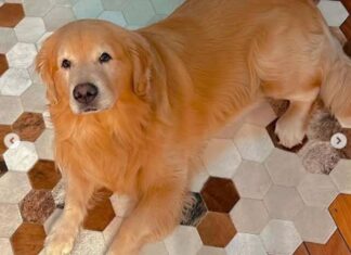 Senado aprova Lei Joca e garante direito de pets de até 50kg viajarem na cabine com seus tutores