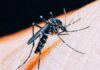 Jundiaí confirma primeiro caso de chikungunya em 2025; paciente contraiu a doença em viagem a Mato Grosso