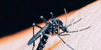 Jundiaí confirma primeiro caso de chikungunya em 2025; paciente contraiu a doença em viagem a Mato Grosso