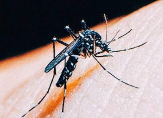 Jundiaí confirma primeiro caso de chikungunya em 2025; paciente contraiu a doença em viagem a Mato Grosso