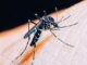 Jundiaí confirma primeiro caso de chikungunya em 2025; paciente contraiu a doença em viagem a Mato Grosso