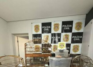 Polícia Civil apreende aves silvestres e cobras exóticas em operação contra crimes ambientais em Itu e Salto (SP)