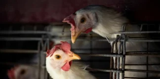 Sorocaba registra primeiro caso de gripe aviária em peru que vivia em condomínio