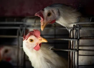 Sorocaba registra primeiro caso de gripe aviária em peru que vivia em condomínio