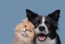 Mutirão de castração gratuita para cães e gatos acontece dias 2 e 3 de agosto em Itupeva