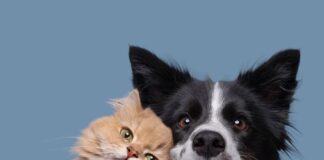 Mutirão de castração gratuita para cães e gatos acontece dias 2 e 3 de agosto em Itupeva