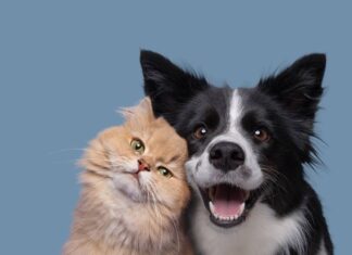 Mutirão de castração gratuita para cães e gatos acontece dias 2 e 3 de agosto em Itupeva