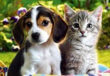 Moradores do Caxambu denunciam envenenamento de animais; cinco casos já foram registrados e crime pode levar à prisão