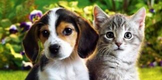 Moradores do Caxambu denunciam envenenamento de animais; cinco casos já foram registrados e crime pode levar à prisão