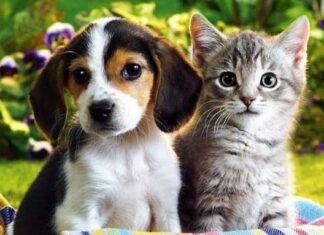 Moradores do Caxambu denunciam envenenamento de animais; cinco casos já foram registrados e crime pode levar à prisão