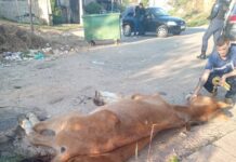 Guarda Municipal apreende cavalo vítima de maus-tratos em Campo Limpo Paulista