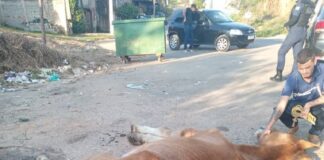 Guarda Municipal apreende cavalo vítima de maus-tratos em Campo Limpo Paulista