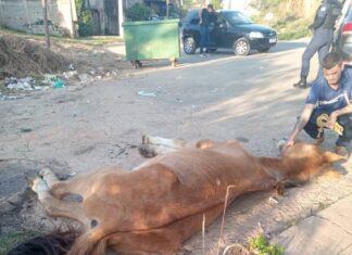 Guarda Municipal apreende cavalo vítima de maus-tratos em Campo Limpo Paulista