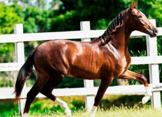 Cavalo avaliado em R$ 12 milhões teria morrido após consumir ração contaminada