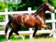 Cavalo avaliado em R$ 12 milhões teria morrido após consumir ração contaminada