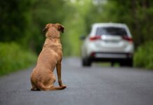 Câmara aprova suspensão da CNH para motoristas que abandonarem animais em vias públicas