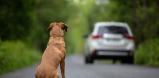 Câmara aprova suspensão da CNH para motoristas que abandonarem animais em vias públicas