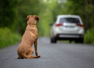 Câmara aprova suspensão da CNH para motoristas que abandonarem animais em vias públicas
