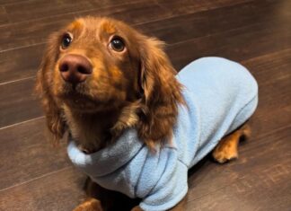 Acolhidos da Casa de Passagem de Jundiaí produzem agasalhos para animais em situação de rua