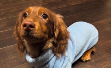 Acolhidos da Casa de Passagem de Jundiaí produzem agasalhos para animais em situação de rua