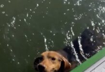 Marinheiro encontra cachorra abandonada no mar