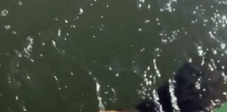 Marinheiro encontra cachorra abandonada no mar