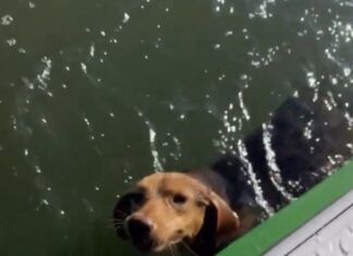 Marinheiro encontra cachorra abandonada no mar