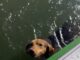 Marinheiro encontra cachorra abandonada no mar