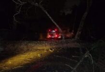 Serviços Urbanos atuam após queda de árvore que isolou parte da Vila Ipê