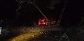 Serviços Urbanos atuam após queda de árvore que isolou parte da Vila Ipê