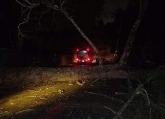 Serviços Urbanos atuam após queda de árvore que isolou parte da Vila Ipê