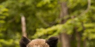 São Paulo declara javali como praga ambiental e autoriza abate para conter danos