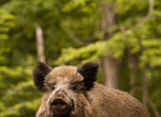 São Paulo declara javali como praga ambiental e autoriza abate para conter danos