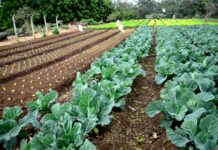 Hortas urbanas promovem sustentabilidade e integração comunitária em Jundiaí