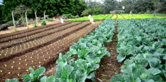 Hortas urbanas promovem sustentabilidade e integração comunitária em Jundiaí